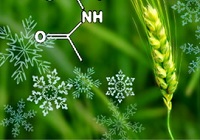 <a href="?ky/kyjz/201408/t20140807_4171630.shtml">植物所发现小麦春化作用分子...</a>